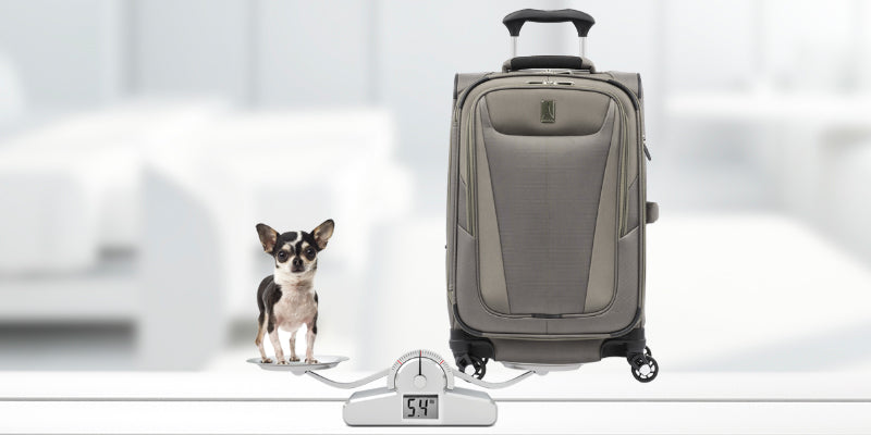 Travelpro softside maxlite luggage on a scale with a dog to showcase how lightweight the luggage is.